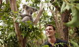 Koala im Currumbin Wildlife Sanctuary von Gold Coast Tourism Australia c/o Global Spot